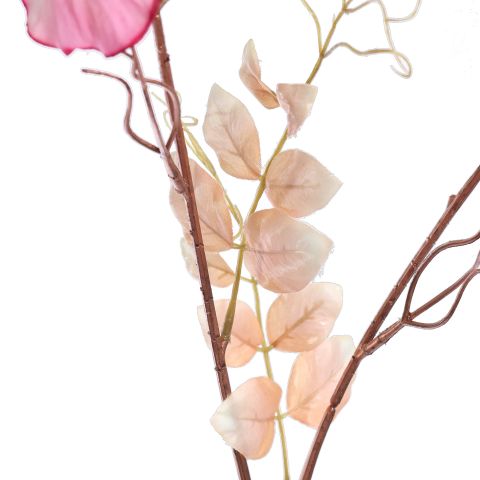 SWEET PEA 120CM ROSE BEAUTY