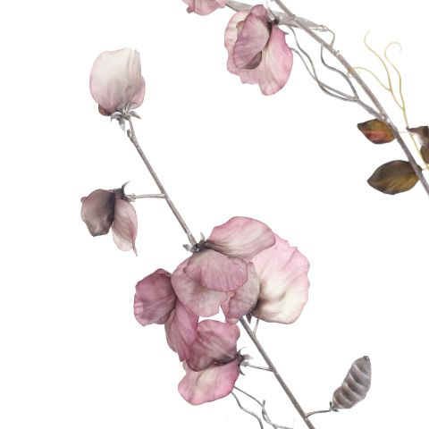 SWEET PEA 120CM ROSE MAUVE