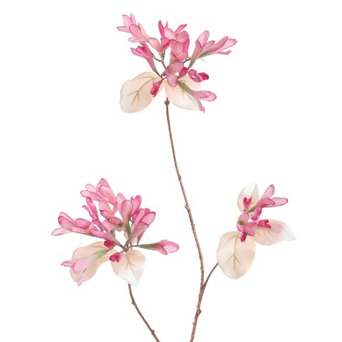 HONEYSUCKLE 90CM ROSE BEAUTY
