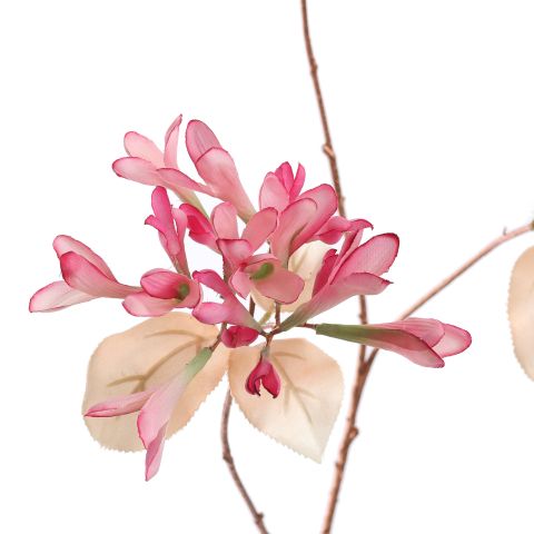 HONEYSUCKLE 90CM ROSE BEAUTY