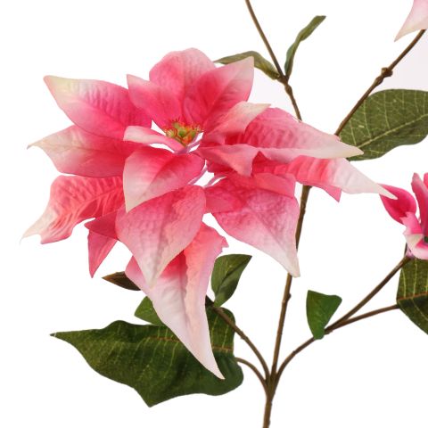 POINSETTIA SPRAY 65CM BEAUTY