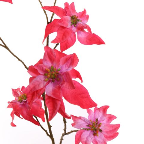 POINSETTIA 106CM BEAUTY