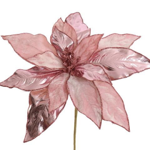 PRINCESS POINSETIA D26CM H50CM PINK