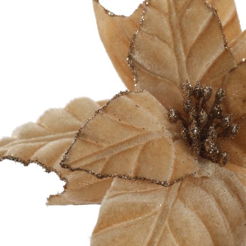 POINSETTIA D18CM H45CM BEIGE