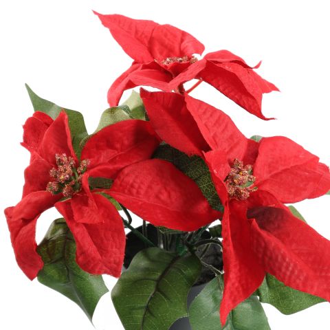POINSETTIA X3 IN POT 25CM RED