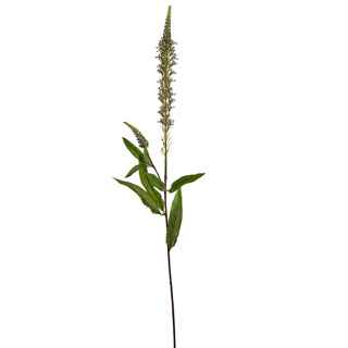 FOXTAIL W/LEAVES 74CM GREEN