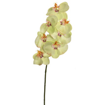SINGLE ORCHID GREEN