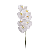 SINGLE ORCHID WHITE