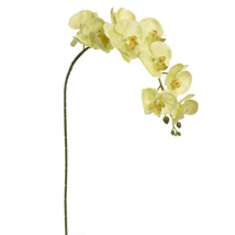 LARGE ORCHID GREEN