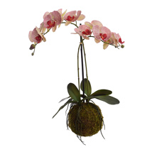 ORCHID ON MOSS BASE H 70CM