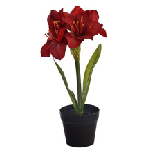 SINGLE AMARILLYS IN POT 30CM RED
