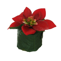 POINSETTIA HEAD ON LEAVES POT 6CM RED