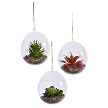 SUCCULENT IN HANGING GLASS BALL DIA 15 CM ASSORTED