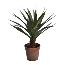 YUCCA PLANT IN POT 61CM GREEN
