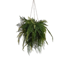 MIXED FERN ON HANGING LARGE MOSS BALL GREEN