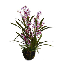 DANCING ORCHID ON MUD BALL H 76CM