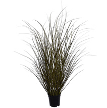 SPOTTED GRASS IN POT H 73 CM