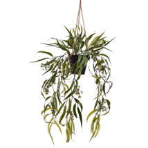WEEPING WILLOW IN POT 60CM GREEN