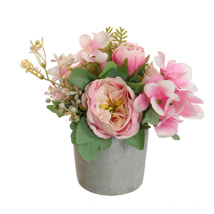 CABBAGE ROSE IN POT 20CM PINK