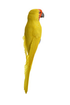 LARGE PARKEET ON CLIP YELLOW