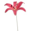 LILY HEAD K.D PACKING 50CM BEAUTY