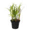LILY OF THE VALLEY W/GRASS IN POT 17CM WHITE