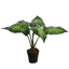 LARGE PLANT W/5 LEAVES IN POT 49CM SYNGONIUM