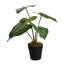 ANTHURIUM PLANT W 5 LEAVES 33CM IN POT GREEN
