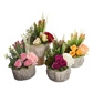 PLANT ROSE MIX IN TRUNK POT 23CM ASSORTED