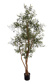 OLIVE TREE W/2856 LVS 66 FRUITS H 220CM