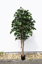 OAK TREE W/1434 LVS H 230CM GREEN
