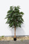 ROYAL LONGIFOLIA TREE W/1820 LVS H 240CM GREEN