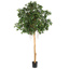 FICUS COPACT TREE W/4160 LVS H 300CM GREEN