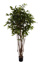 DRACENA SURCULOSA TREE W/1038 LVS 180CM GREEN
