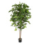 HORNBEAN TREE W/1450 LVS 185CM GREEN