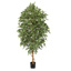 FICUS FOLIA A-TREE W/6400 LVS H 210CM WHITE GREEN