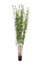 ORIENTAL BAMBOO TREE W/5640 LVS 240CM GREEN