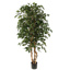 FICUS EXOTICA TREE 150 CM W/1300 LVS GREEN