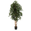 FICUS EXOTICA TREE 180 CM W/1650 LVS GREEN