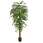 PACIFIC WEEPING FICUS 210CM GREEN