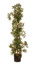 PASSIFLORA PLANT W/408 LVS & 20FLRS & BUDS 120CM CREAM