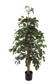 EXOTICA FICUS TREE 150CM IN POT X 938LVS GREEN
