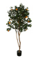 GOLDEN ORANGE TREE W/1482 LVS 170 CM W/POT GREEN