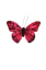 BUTTERFLY 10CM W/CLIP RED
