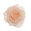 FROSTED ROSE ON CLIP 13CM BEIGE