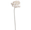 FROSTED QUEEN ANN LACE 82CM WHITE