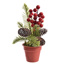 XMAS BERRY PINE IN POT 20CM RED